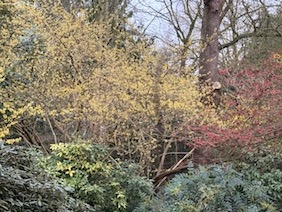 Gele Hamamelis soort, foto gemaakt in Arboretum Kalmthout