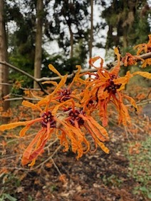 Hamamelis, 1 van de soorten. foto gemaakt in Arboretum Kalmthout
